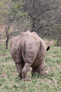 white rhino walking away