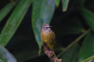 beautiful flavescent bulbul