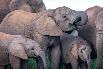 Fototapeta na wymiar Big group of elephants in Addo National Park, South Africa.