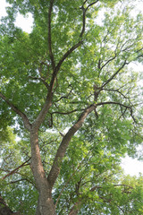 tree branch of green leaves on a big tree, nature background