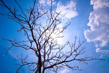 Dry dead trees standing in the sun during the day.