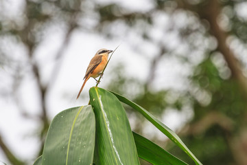 Beautifu Brown Shrike