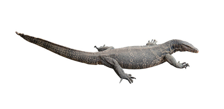 Varanus salvator, Isolated on white background.