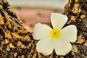Fototapeta na wymiar Frangipani tropical flowers