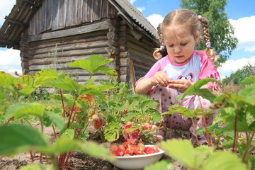Preschooler blonde girl gathering home-grown garden strawberries on outdoor garden bed
