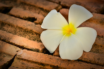 Frangipani tropical flowers