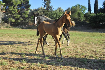 Fototapeta premium Portrait of a brown foal with a mare