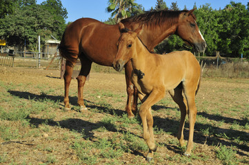 Obraz premium Mare and her foal