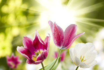 image of tulips against the sun