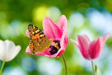  tulips and butterflies in the garden