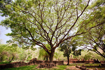 Big Tree in the National Park Thailand