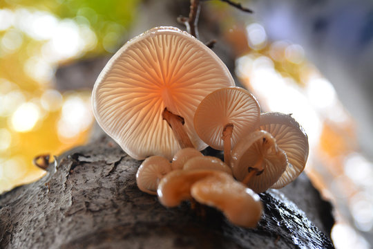 oudemansiella mucida mushroom