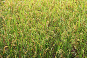 Obraz premium Rice field