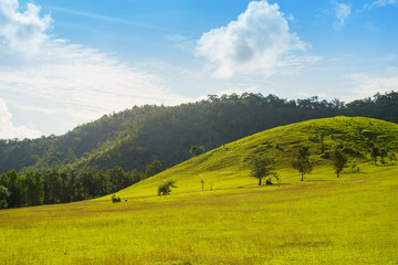 Obraz premium green grass moutain in rainy season