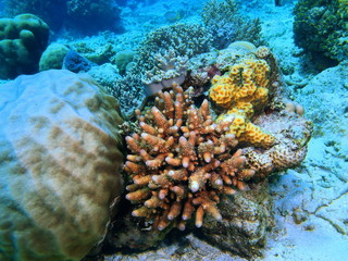 Obraz premium Stone coral, Island Bali