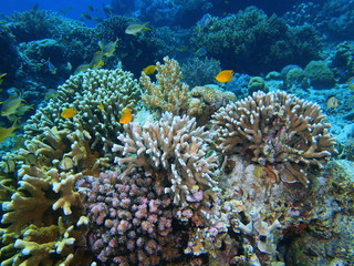 Naklejka na ściany i meble Stone coral, Island Bali
