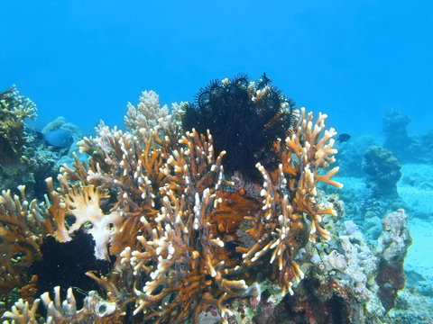 Stone coral, Island Bali