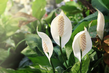 white spadix flowerin garden fresh