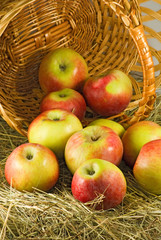 image of ripe apples in inverted basket closeup