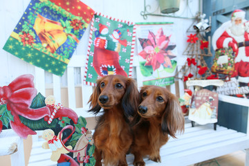 クリスマスとダックスフンド