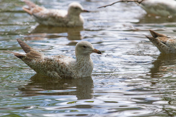 Möwen schwimmen im Wasser