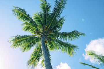 Fototapeta na wymiar Palm tree on the beach during a bright day