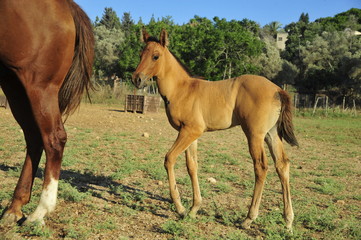 Fototapeta premium Mare and her foal