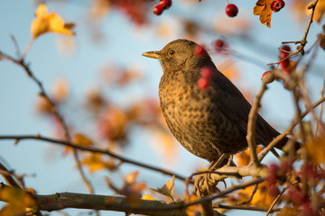 Amsel Weibchen im Weißdorn - Herbst