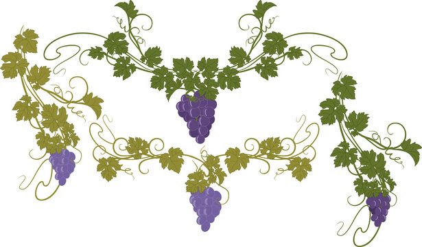 Design elements with bunches of grapes and vines in vintage style.