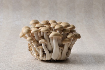 marmoreus. the Mushrooms isolated on a wallpaper background. 

