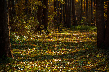 Fallen autumn leaves doily in the forest trail