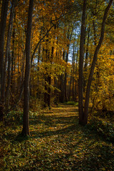 Obraz premium Sunny forest trail in the autumn