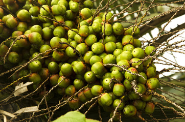 Dates on a palm tree