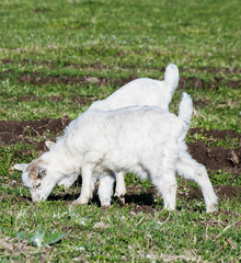 Baby goat close up uotside
