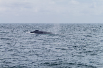 Fototapeta premium Humpback whale (Megaptera novaeangliae) in Machalilla National Park, Ecuador