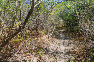 Trail in a dry forest in Machalilla National Park, Ecuador