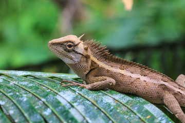Green crested lizard
