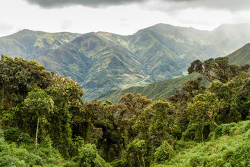 Cloud forest in National Park Podocarpus in southern Ecuador