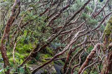 Forest of Polylepis trees in National Park Cajas, Ecuador