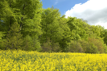 Buchenwald, Wald, Fruehjahr