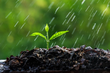 Green sprouts in the rain