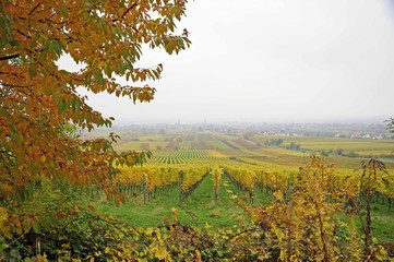 Herbst an der südlichen Weinstraße,der Toscana Deutschlands