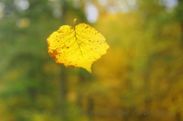 Herbst an der südlichen Weinstraße,der Toscana Deutschlands
