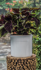 Coleus plant in a white ceramic pot sitting on a wooden garden stool.