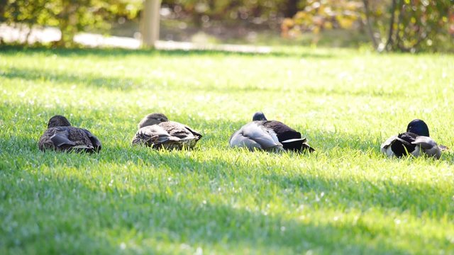 cuatro patos salvajes sobre el c&eacute;sped, simetr&iacute;a