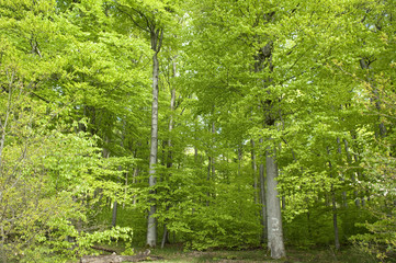Buchenwald, Wald, Fruehjahr