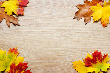 Naklejka na ściany i meble frame of autumn leaves