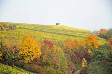 Herbst an der südlichen Weinstraße, der Toscana Deutschlands