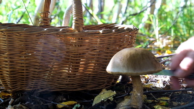 Mushroom-kicking , Brown cap boletus
