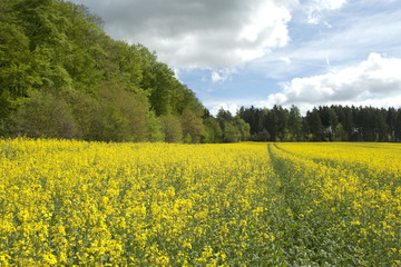 Obraz premium Buchenwald, Wald, Fruehjahr